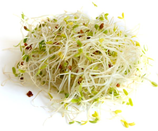 alfalfa (2) alfalfa (2)